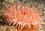 Urticina felina