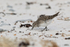 White-rumped Sandpiper probing sand, Volunteer Point, Falklands