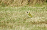 Green Woodpecker