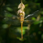 Common Darter