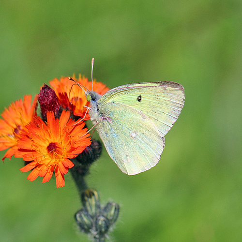Pink-edged Sulphur on Hawkweed