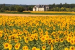 Chateau and Sunflowers