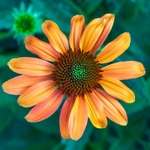 Orange on Green