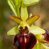 Ophrys sphegodes ssp garganica (Ophrys passionis ssp passionis)