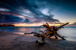 Driftwood under Venus