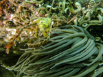 Leeches Crab