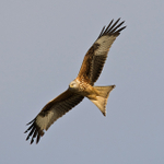 Red Kite in flight