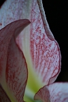 “Amaryllis Sails”