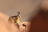 Southern Viscacha viewed between rocks, Machuca, Chile