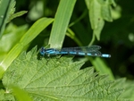 Common Blue Damselfly