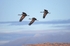 Common Cranes