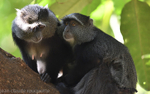 Blue monkey in Manyara