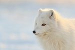 Arctic Fox in close profile, Svalbard, Norway