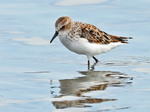 Little Stint