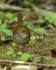 Ruddy-capped Nightingale-Thrush front, Costa Rica