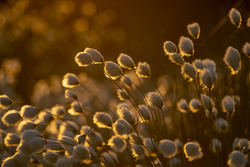Bog Cotton Sunset