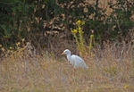 Cattle Egret