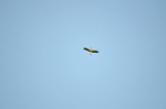 White Stork