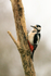 Great Spotted Woodpecker (male), Otterbourne, Hampshire