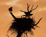 Silhouette of Ospreys at nest, Fort De Soto Park, Florida