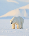 Male Polar Bear head-on, Svalbard, Norway