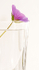 GERANIUM IN CLEAR VASE