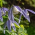 Alpine Clematis (Clematis alpina)
