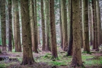 New Forest Tall Trees 13