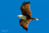Brahmany Kite 3