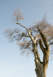 0833 Linley beeches