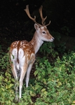 Fallow Deer