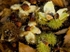 Sweet Chestnuts #2