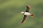Flying Horned Puffin wings outstretched, Duck Island, Alaska