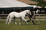SBM_09255