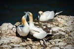 Threes A Crowd