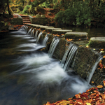 Tollymore Stepping Stones