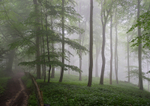 Day 28 - Misty Beeches