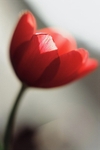 Red Tulip3