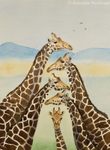 Giraffes