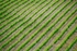Green patterns