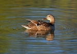 Mallard