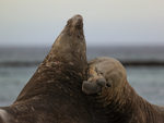 Elephant Seal beachmaster has first bite in fight, Sea Lion Island