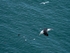 Black-browed Albatross