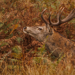 4-Autumn colours in the ruting season