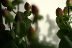 Flowers Set 12 - 02