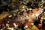 Lipophrys pholis
