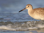 Willet close view of head, Fort De Soto Park, Florida