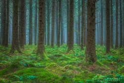 Pine Woodland