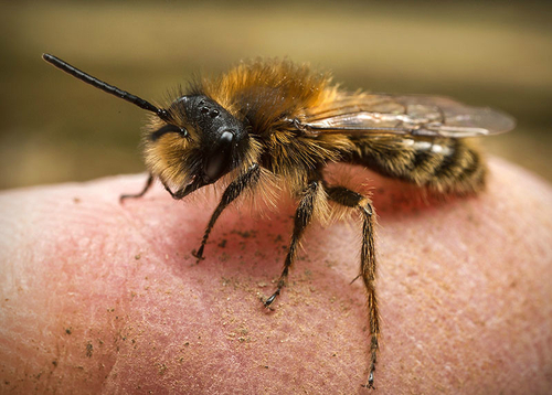 [i]Andrena clarkella[/i] male at a nesting site. Warwickshire, February 2014.