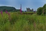 Foxgloves on the walk to Kilchurn Castle
